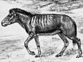 Neohipparion affine (Robert Bruce Horsfall)