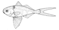 Nomeus gronovii (Man-of-war fish)