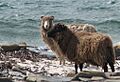 North ron sheep