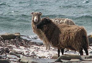 North ron sheep.jpg