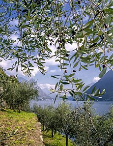 Olivenkultur am Luganersee bei Gandria