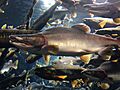 Oncorhynchus gorbuscha karafutomasu