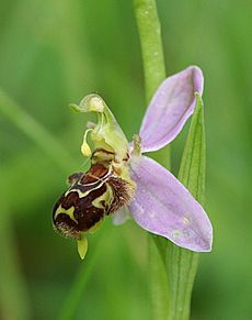 Ophrys apifera flower2