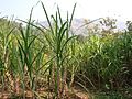 Organic sugar cane