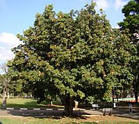 Pachira aquatica Tree