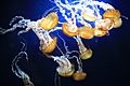 Pacific Sea Nettles (Chrysaora fuscescens) (7007302124)
