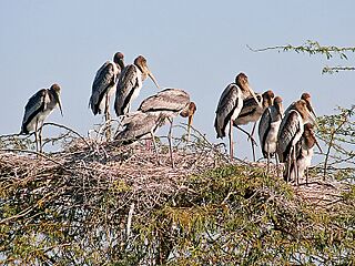 Painted Stork- Immatures at nest- Im IMG 8531