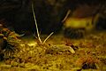 Panulirus cygnus juv 01 gnangarra