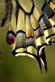 Papilio machaon 07