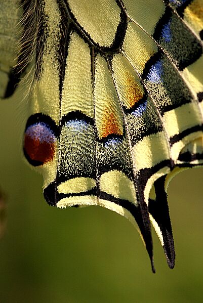 Papilio machaon 07
