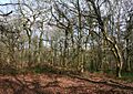 Peckforton Woods wiki