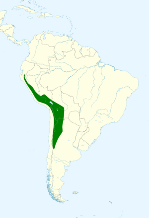 Phalcoboenus megalopterus map.svg