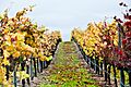 Pinot Noir wine fields in Santa Maria, CA - Flickr - Moto@Club4AG