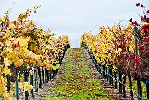 Pinot Noir wine fields in Santa Maria, CA - Flickr - Moto@Club4AG