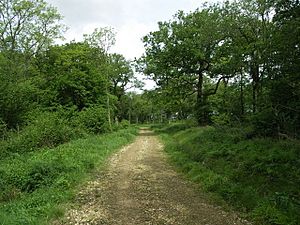 Pipewell Wood. - geograph.org.uk - 438928.jpg