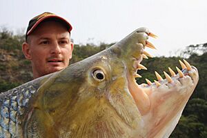Poisson-Tigre Goliath sous les yeux du journaliste halieutique David Mailland - Congo 23