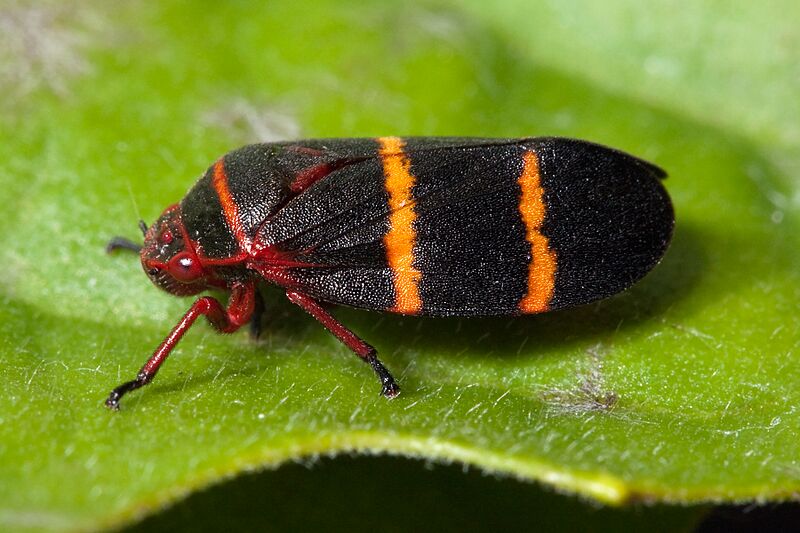 Prosapia bicincta Kaldari