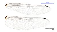 Pseudocordulia elliptica male wings (34219262804)
