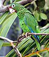 Puerto Rican parrot.jpg
