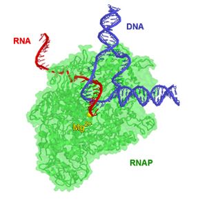 RNAP TEC small