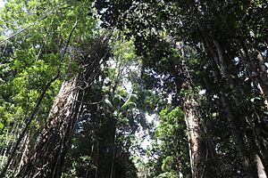 Rainforest in the Great Sandy National Park, Cooloola