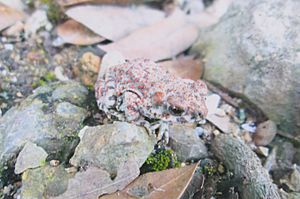 Red Spotted Toad Duquesne Arizona 2014
