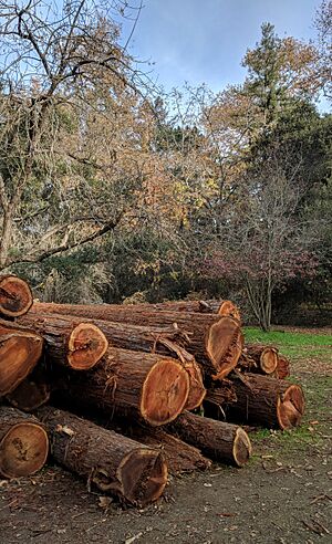 Redwood Grove logs to mill