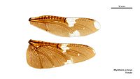 Rhyothemis princeps female wings (34252012483)