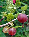 Ribes hirtellum fruit