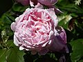 Rosa 'Brother Cadfael' (Rosaceae) flower