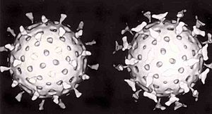 Rotavirus with antibody