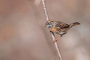 Rufous-breasted-Accentor