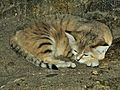 Sand cat at bristol zoo arp
