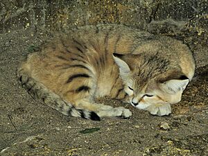 Sand cat at bristol zoo arp