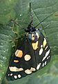 Scarlet tiger ham wall