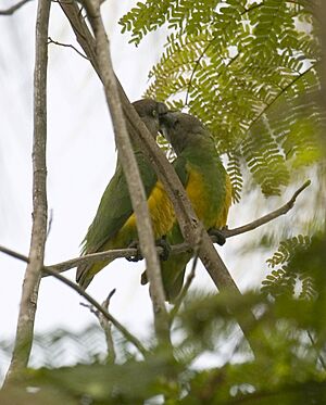 Senegal Parrot -montage1