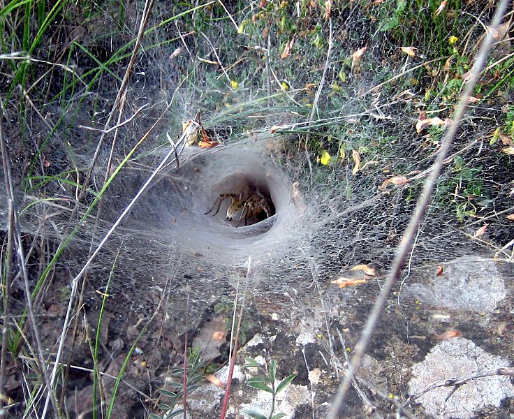 Spider web Teruel