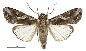 Spodoptera litura male