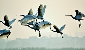 Spoonbills