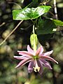 Starr-110727-7914-Passiflora tarminiana-flower-Polipoli-Maui (24983686472)