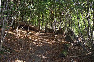 The Greensand Way on Brockhoult Mount - geograph.org.uk - 1549179
