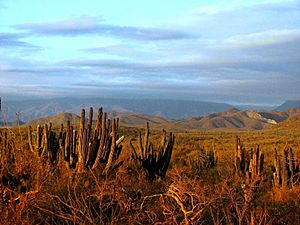 Thirsty saguaros awaiting the rain (4782269564)