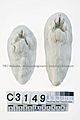 Thylacine footprint cast