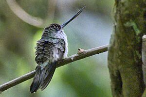 Tooth-billed Hummingbird