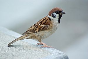 Tree Sparrow August 2007 Osaka Japan.jpg