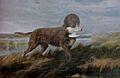 Tweed Water Spaniel