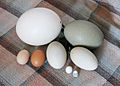 Various eggs
