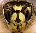 Vespula vulgaris portrait