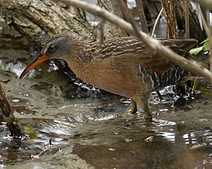 Virginia rail magee marsh 5.16.23 DSC 8418-topaz-denoiseraw