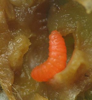 Vitisiella larva